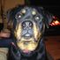 rotti