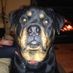 rotti