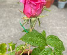 plant