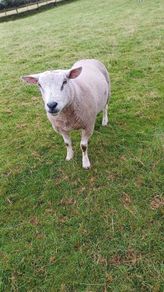 2 Hogget Rams. Texel and blackface