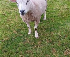 2 Hogget Rams. Texel and blackface