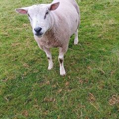 2 Hogget Rams. Texel and blackface