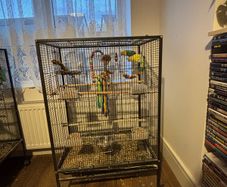 Bird Cage