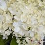 Hydrangea Image 3