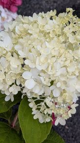 Hydrangea