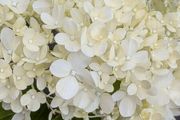 Hydrangea