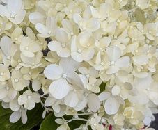 Hydrangea