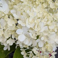 Hydrangea