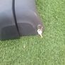 ford galaxy roof bars Image 5