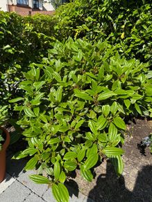 plant