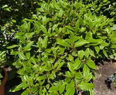 plant