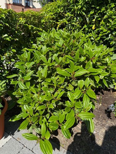 plant