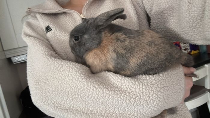 Dwarf Rabbits