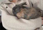 Dwarf Rabbits
