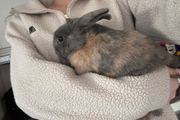 Dwarf Rabbits