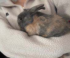 Dwarf Rabbits