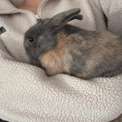 Dwarf Rabbits