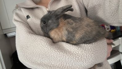 Dwarf Rabbits