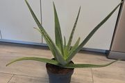 House plant