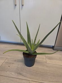 House plant