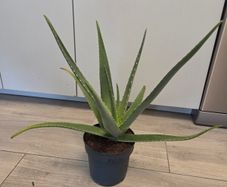 House plant