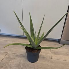 House plant