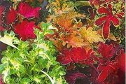 (C) Coleus Decorative nettle Rokoko seeds 0.02g (431915)