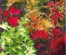 (C) Coleus Decorative nettle Rokoko seeds 0.02g (431915)