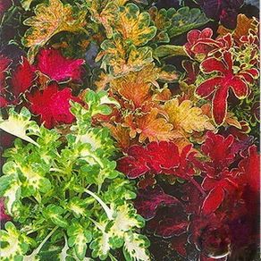 (C) Coleus Decorative nettle Rokoko seeds 0.02g (431915)