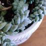 Plant Sedum Buritto Image 3