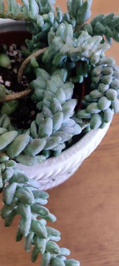 Plant Sedum Buritto