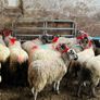 Ewe lambs Image 5