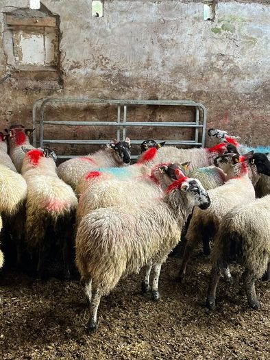 Ewe lambs