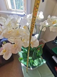 orchid. flower