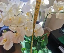orchid. flower