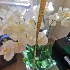 orchid. flower