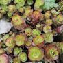 Dragon's blood stonecrop (Caucasian Stonecrop) Image 2