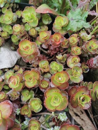 Dragon's blood stonecrop (Caucasian Stonecrop)