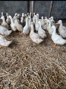Ducks And Hens