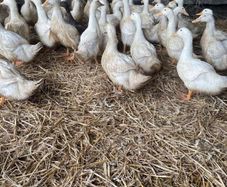 Ducks And Hens