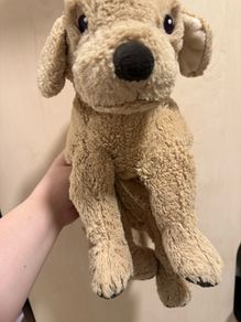cute brown dog