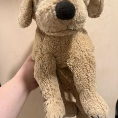cute brown dog