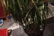 large dracana plant