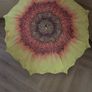 Umbrella Image 2