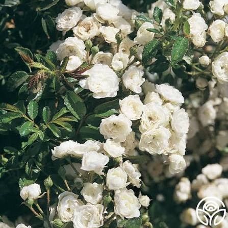 The Fairy Bare root roses