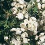 The Fairy Bare root roses Image 3