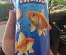Gold Fish Food Free Out Of Date 27