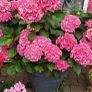 garden plants Image 7