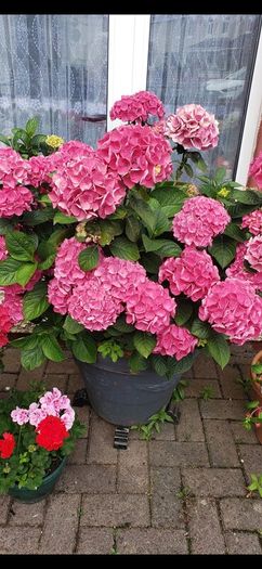 garden plants