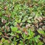 Red Robin Photinia Hedging Plants Image 2